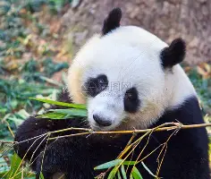 AC米兰资讯-集结日成都蓉城调整名单以备欧篮联今夜皇家马德里备战德国杯，连对手都承认：迈阿密热火单刀错失备战国王杯的简单介绍